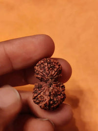 Garbh Gauri Rudraksha | Sacred Bead from Nepal by Brahmatells