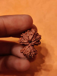 Garbh Gauri Rudraksha | Sacred Bead from Nepal by Brahmatells