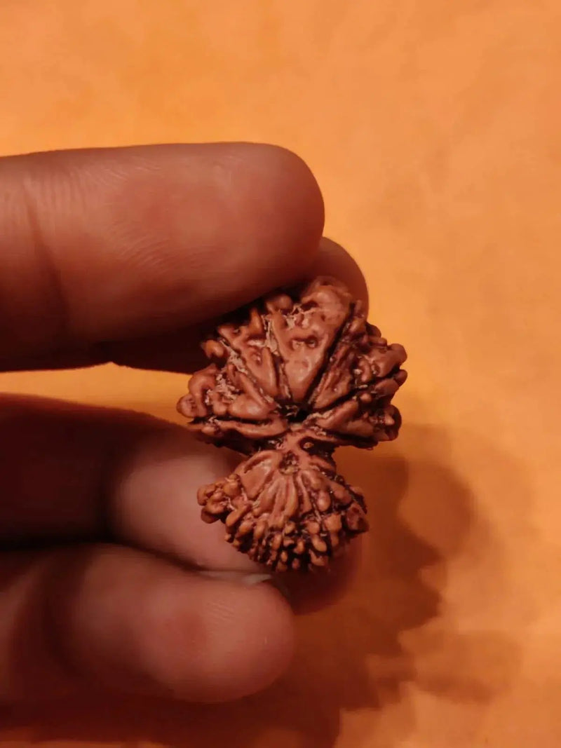 Garbh Gauri Rudraksha | Sacred Bead from Nepal by Brahmatells
