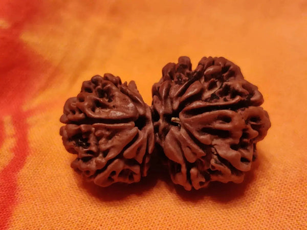 Garbh Gauri Rudraksha | Sacred Bead from Nepal by Brahmatells