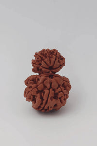 Garbh Gauri Rudraksha | Sacred Bead from Nepal by Brahmatells