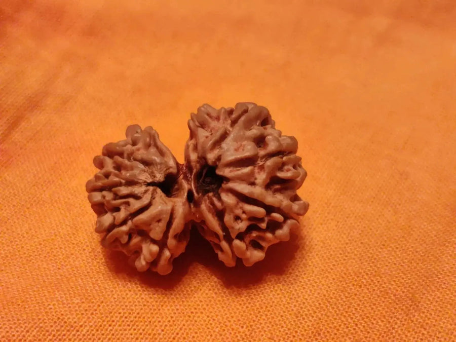 Garbh Gauri Rudraksha | Sacred Bead from Nepal by Brahmatells