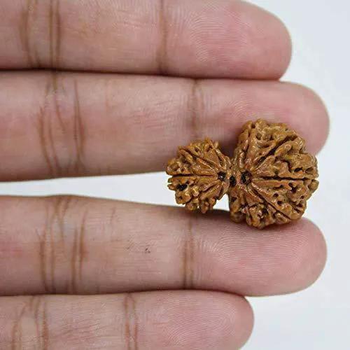 Garbh Gauri Rudraksha | Sacred Bead from Nepal by Brahmatells