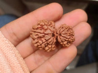 Garbh Gauri Rudraksha | Sacred Bead from Nepal by Brahmatells