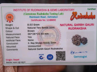 Garbh Gauri Rudraksha | Sacred Bead from Nepal by Brahmatells