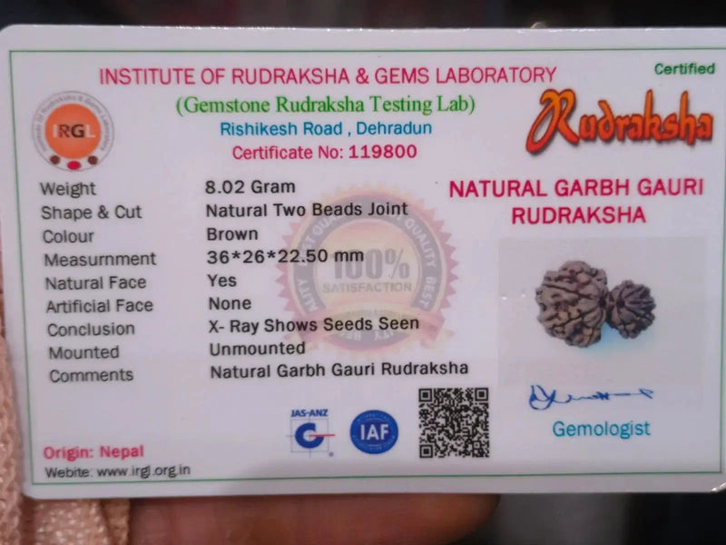 Garbh Gauri Rudraksha | Sacred Bead from Nepal by Brahmatells