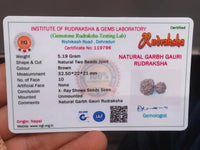 Garbh Gauri Rudraksha | Sacred Bead from Nepal by Brahmatells