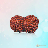 Gauri-Shankar Rudraksha - Uniting Shiva and Shakti | Brahmatells by Brahmatells