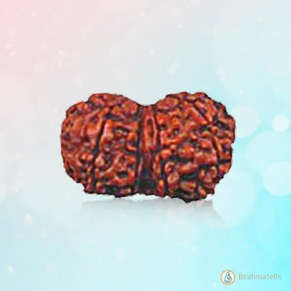 Gauri-Shankar Rudraksha - Uniting Shiva and Shakti | Brahmatells by Brahmatells