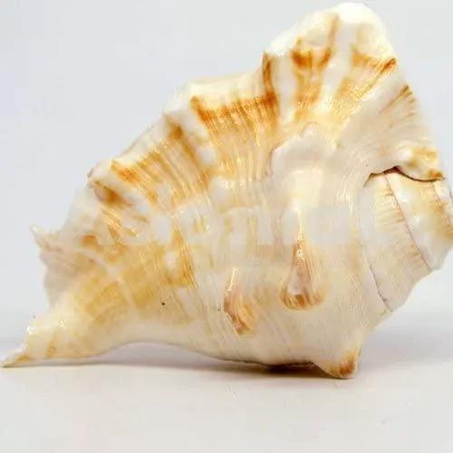 GAYATRI 5 Mukhi Blowing Shankh - Serene Oceanic Conch Shell | Brahmatells by Brahmatells