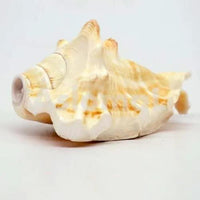 GAYATRI 5 Mukhi Blowing Shankh - Serene Oceanic Conch Shell | Brahmatells by Brahmatells