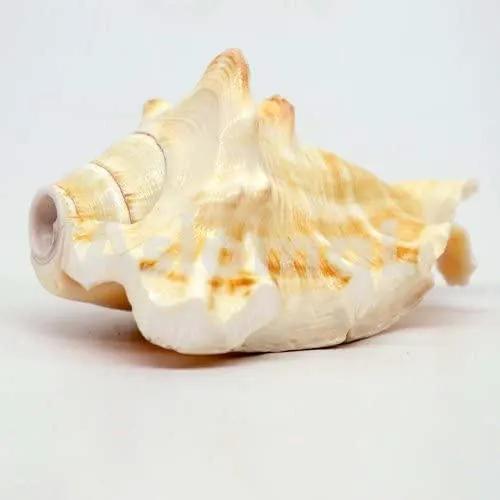 GAYATRI 5 Mukhi Blowing Shankh - Serene Oceanic Conch Shell | Brahmatells by Brahmatells
