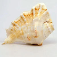 GAYATRI 5 Mukhi Blowing Shankh - Serene Oceanic Conch Shell | Brahmatells by Brahmatells