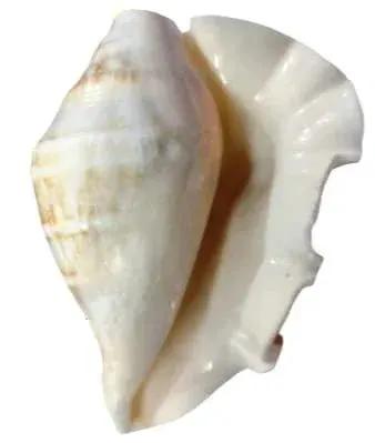 GAYATRI 5 Mukhi Blowing Shankh - Serene Oceanic Conch Shell | Brahmatells by Brahmatells