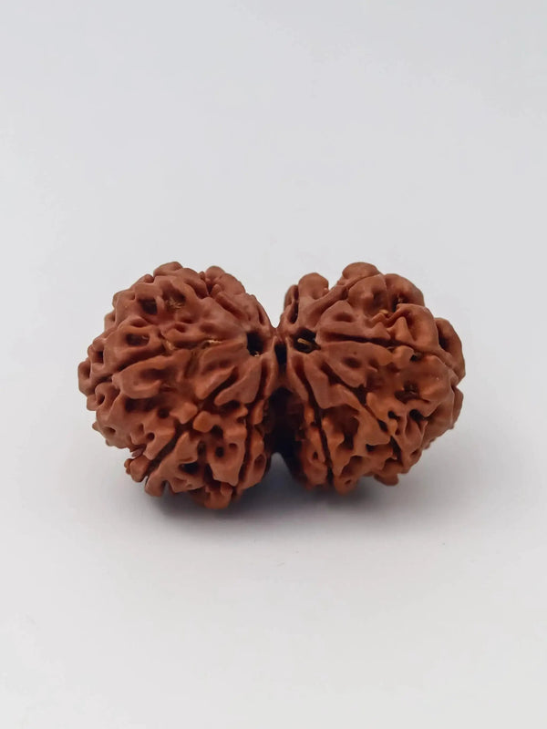 Harmonize with Gauri Shankar Rudraksha - Divine Love & Unity | Brahmatells by Brahmatells
