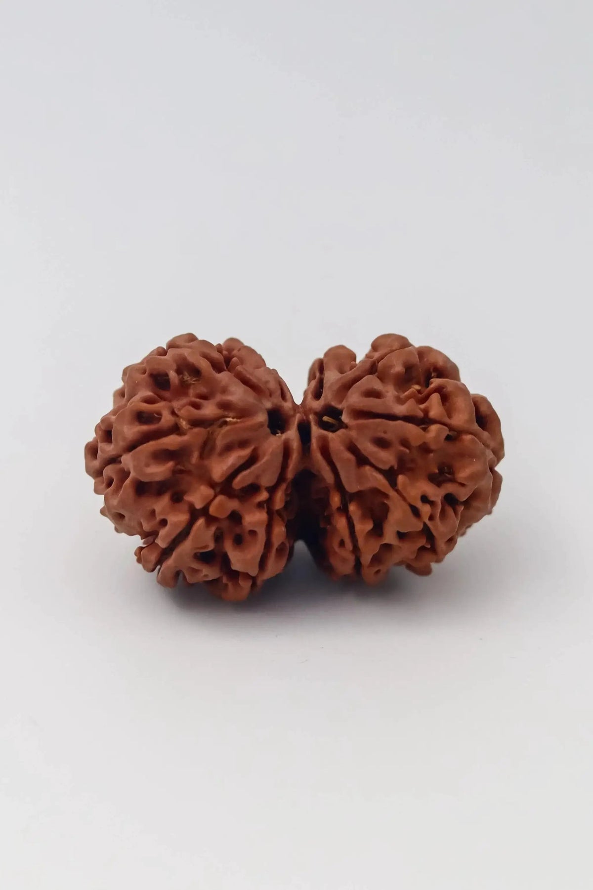 Harmonize with Gauri Shankar Rudraksha - Divine Love & Unity | Brahmatells by Brahmatells