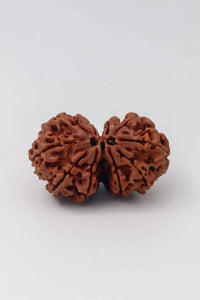 Harmonize with Gauri Shankar Rudraksha - Divine Love & Unity | Brahmatells by Brahmatells