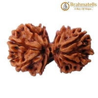 Harmonize with Gauri Shankar Rudraksha - Divine Love & Unity | Brahmatells by Brahmatells