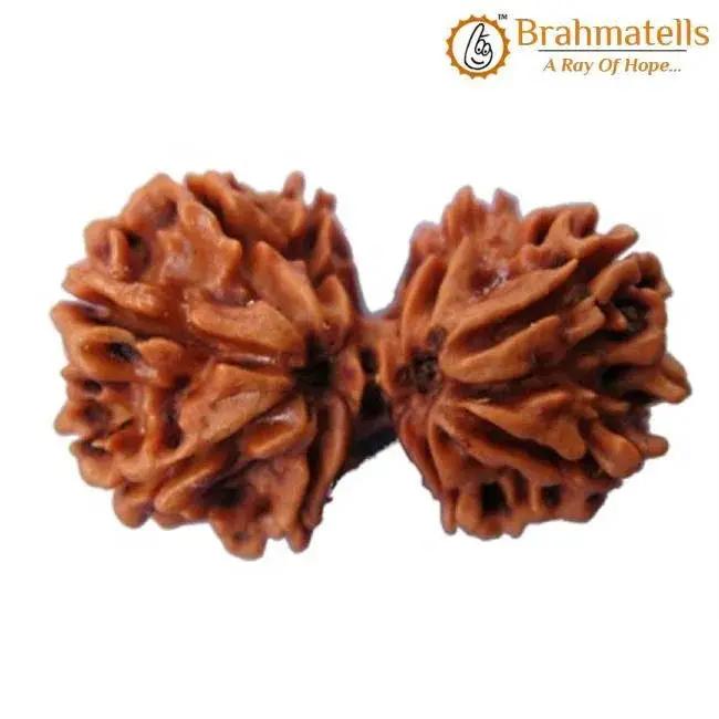 Harmonize with Gauri Shankar Rudraksha - Divine Love & Unity | Brahmatells by Brahmatells