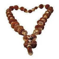 Indrakshi Mala with 1-21 Mukhi Rudrakshas - Divine Energy Spectrum | Brahmatells by Brahmatells