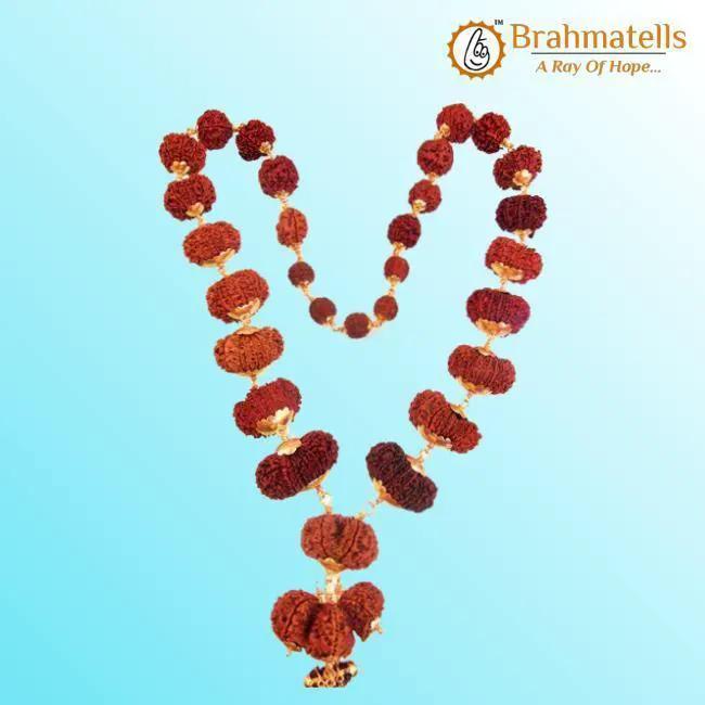 Indrakshi Mala with 1-21 Mukhi Rudrakshas - Divine Energy Spectrum | Brahmatells by Brahmatells