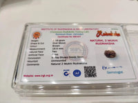 Java-Origin 2 Mukhi Rudraksha Bead | Balance & Unity | Brahmatells by Brahmatells