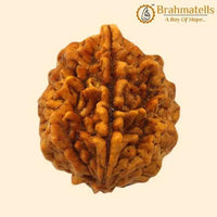 Java-Origin 2 Mukhi Rudraksha Bead | Balance & Unity | Brahmatells by Brahmatells