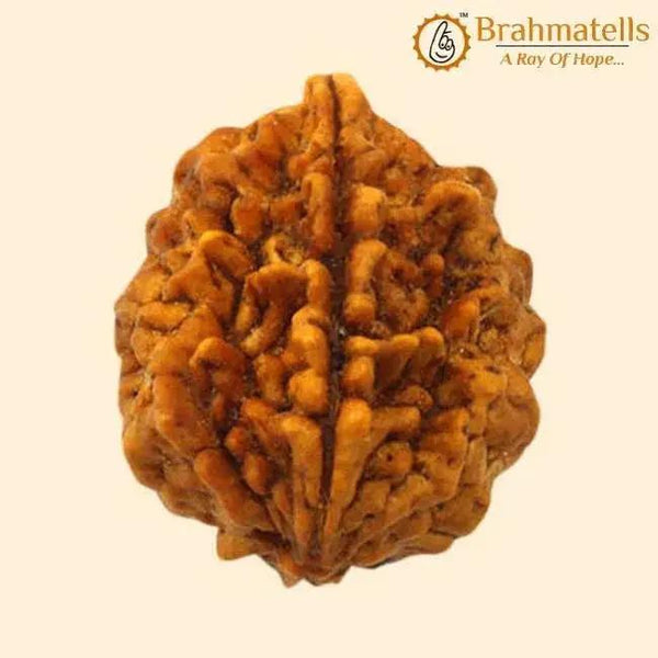 Java-Origin 2 Mukhi Rudraksha Bead | Balance & Unity | Brahmatells by Brahmatells