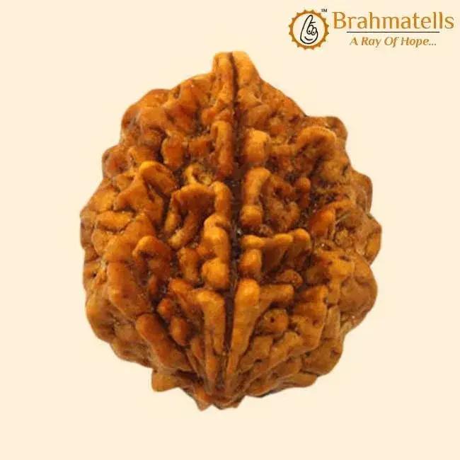 Java-Origin 2 Mukhi Rudraksha Bead | Balance & Unity | Brahmatells by Brahmatells