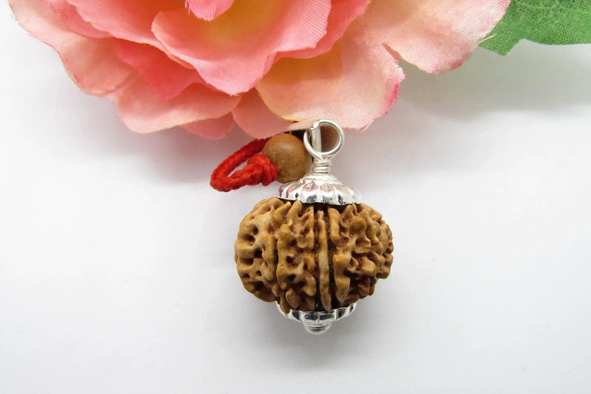 Libra 13 Mukhi Rudraksha Pendant – Nepal Bead | Brahmatells by Brahmatells