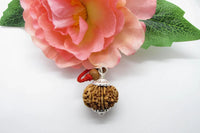 Libra 13 Mukhi Rudraksha Pendant – Nepal Bead | Brahmatells by Brahmatells