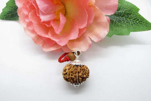 Libra 13 Mukhi Rudraksha Pendant – Nepal Bead | Brahmatells by Brahmatells