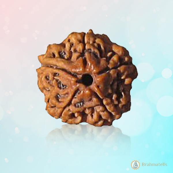 Light Brown 5 Mukhi Rudraksha Bead - Embrace Kaalagni Rudra's Essence | Brahmatells by Brahmatells