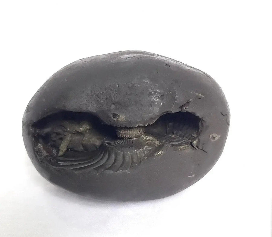 Natural Black Shaligram Stone with Vishnu Chakra | Brahmatells by Brahmatells