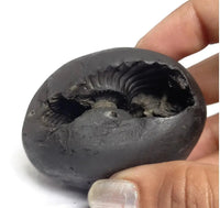 Natural Black Shaligram Stone with Vishnu Chakra | Brahmatells by Brahmatells