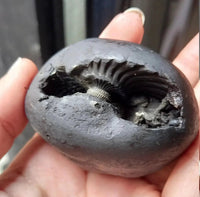 Natural Black Shaligram Stone with Vishnu Chakra | Brahmatells by Brahmatells
