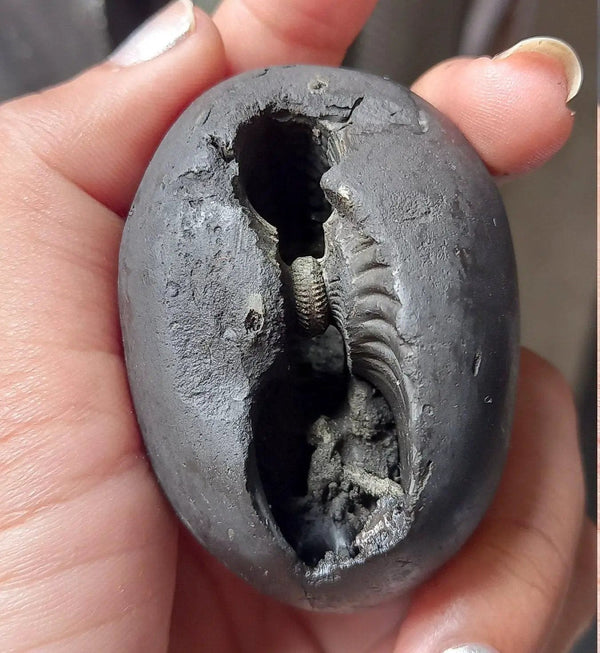 Natural Black Shaligram Stone with Vishnu Chakra | Brahmatells by Brahmatells