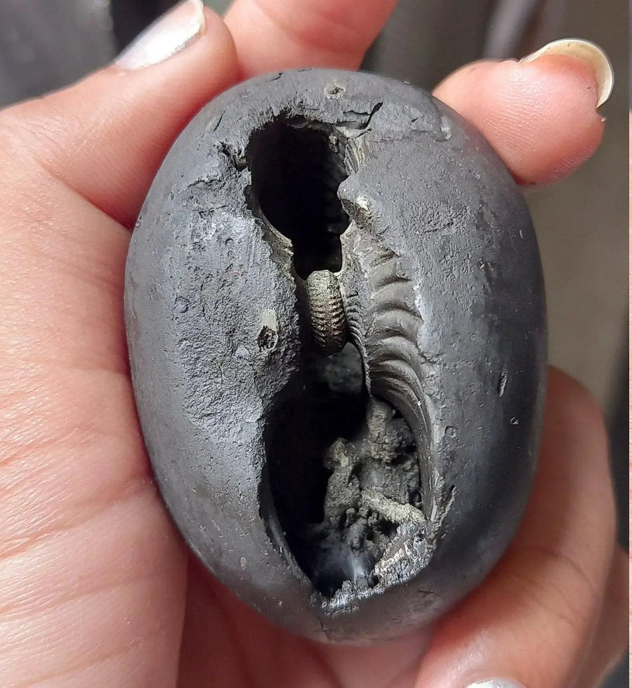 Natural Black Shaligram Stone with Vishnu Chakra | Brahmatells by Brahmatells