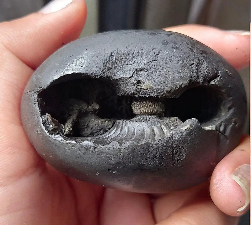 Natural Black Shaligram Stone with Vishnu Chakra | Brahmatells by Brahmatells