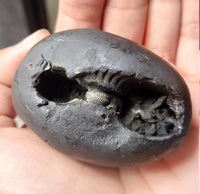 Natural Black Shaligram Stone with Vishnu Chakra | Brahmatells by Brahmatells