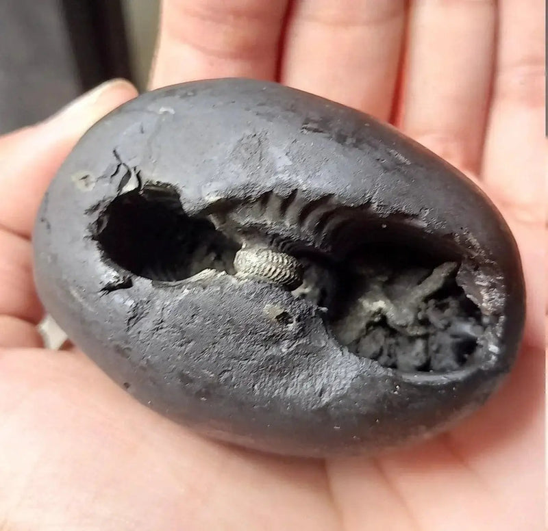 Natural Black Shaligram Stone with Vishnu Chakra | Brahmatells by Brahmatells