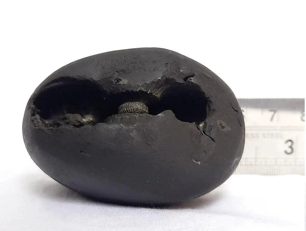 Natural Black Shaligram Stone with Vishnu Chakra | Brahmatells by Brahmatells