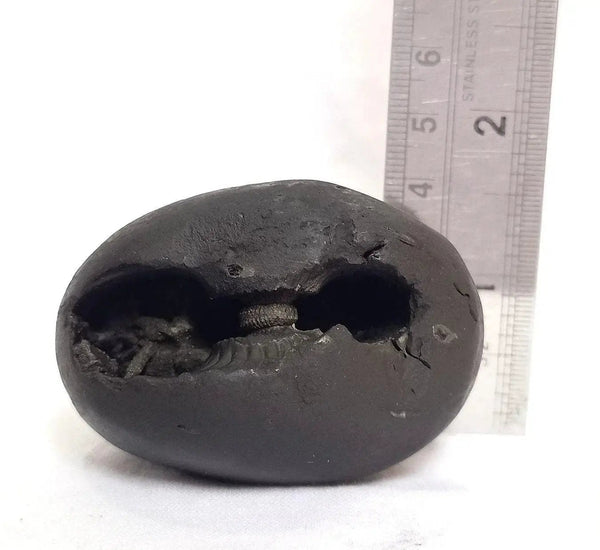 Natural Black Shaligram Stone with Vishnu Chakra | Brahmatells by Brahmatells