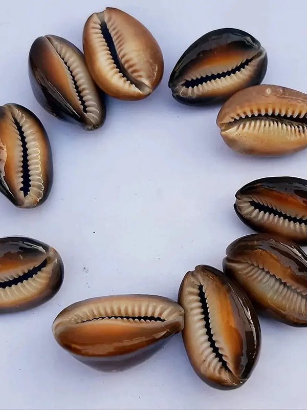 Natural Kaudi for Puja and Decoration|Black Kaudi by Brahmatells
