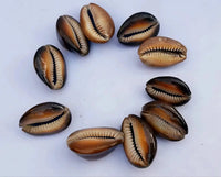 Natural Kaudi for Puja and Decoration|Black Kaudi by Brahmatells
