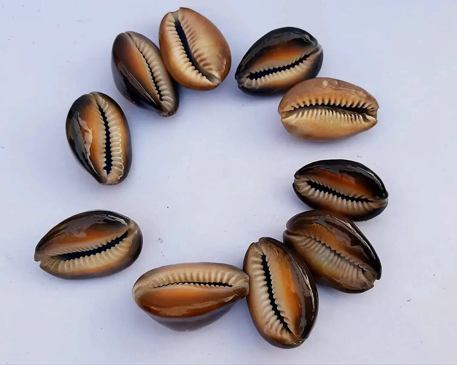 Natural Kaudi for Puja and Decoration|Black Kaudi by Brahmatells