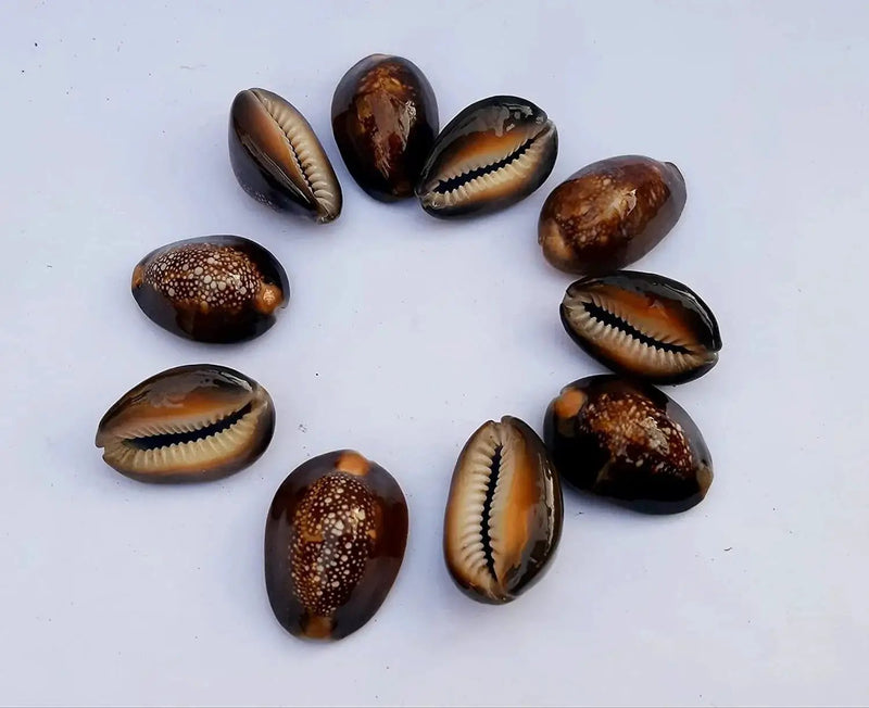 Natural Kaudi for Puja and Decoration|Black Kaudi by Brahmatells