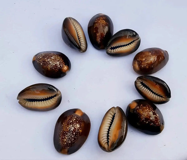 Natural Kaudi for Puja and Decoration|Black Kaudi by Brahmatells