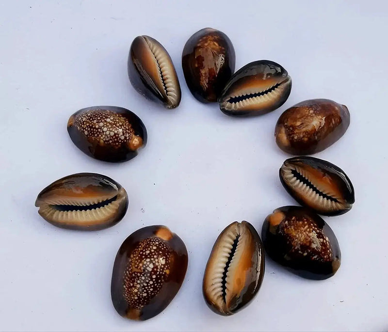 Natural Kaudi for Puja and Decoration|Black Kaudi by Brahmatells