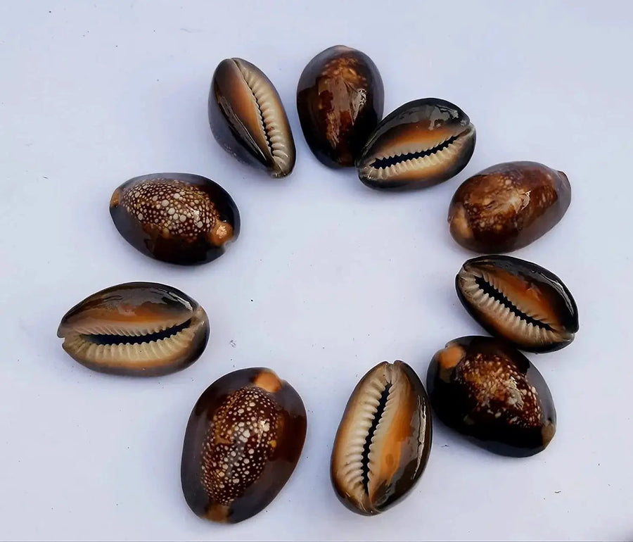 Natural Kaudi for Puja and Decoration|Black Kaudi by Brahmatells